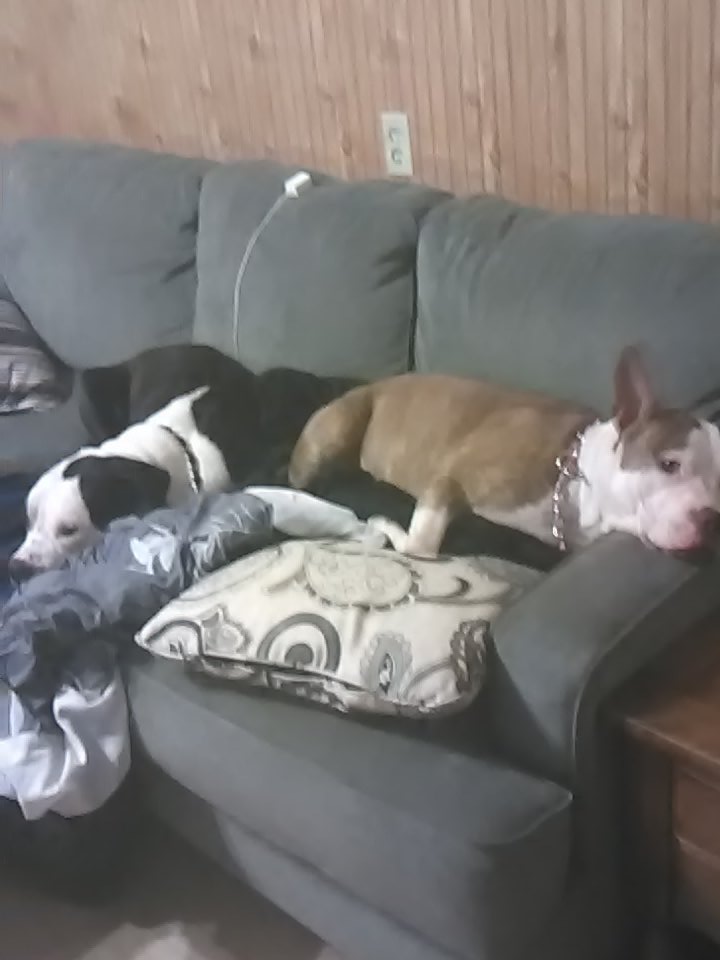 (From left to right) Lily (noew deceased) and Daisey relaxing together on our couch.