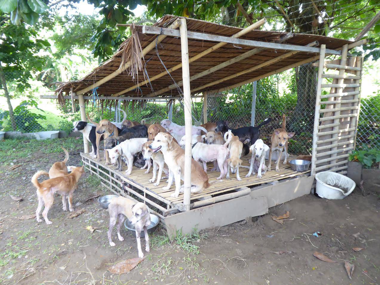 The Aklan Animal Rescue & Rehabilitation Center (AARRC) 