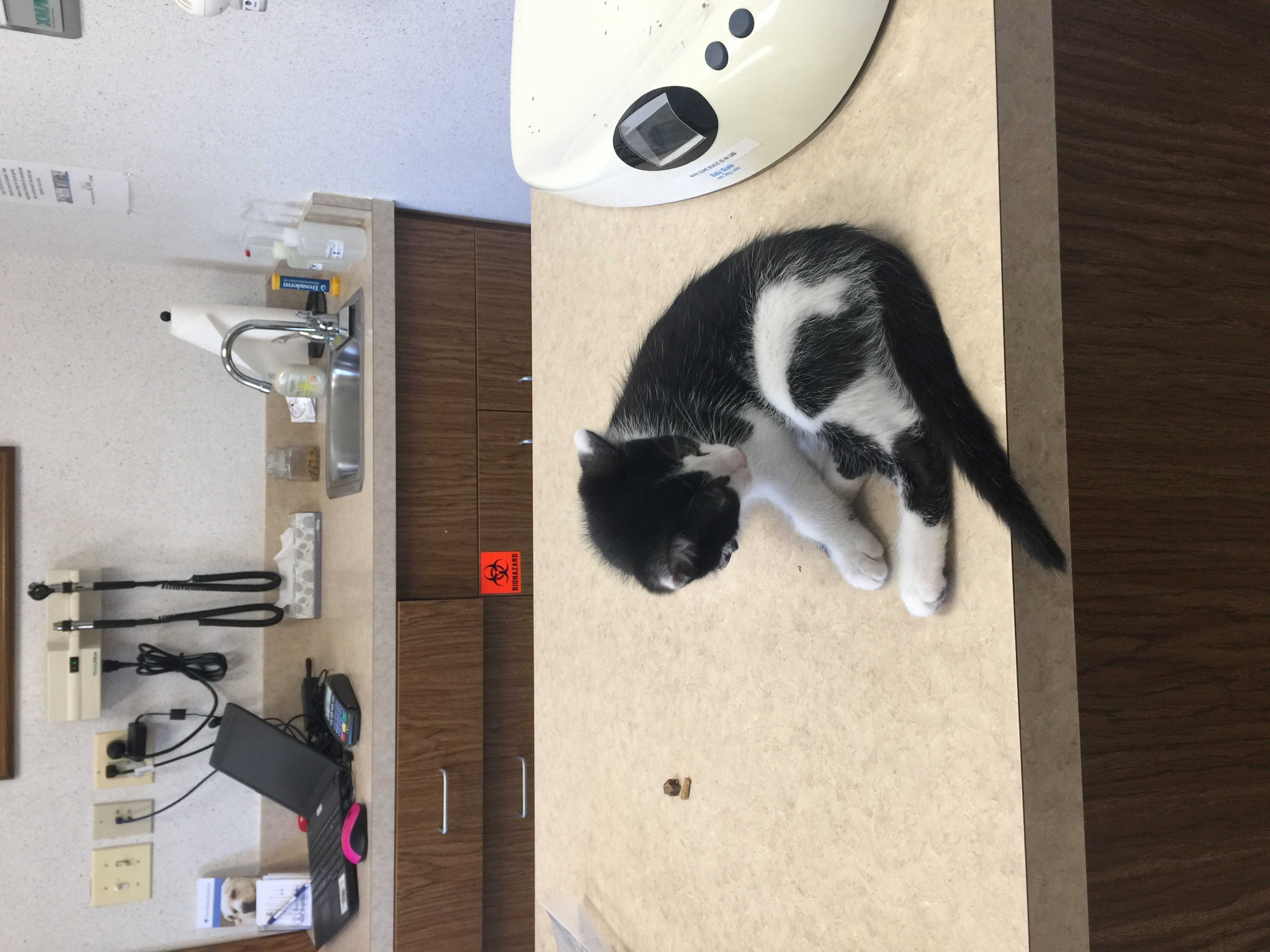 Figaro at the vet today 7-28-17