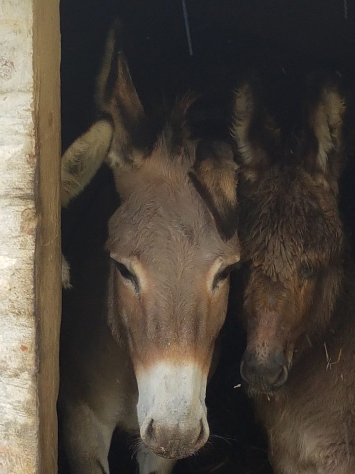 Some of our rescue donkeys
