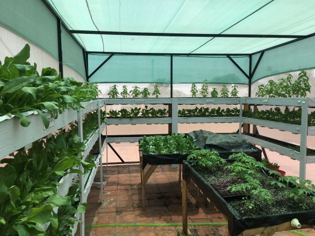 Hydrophonic Farm in a shade house -Indicative Image