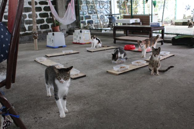 Cats in the sanctuary.
